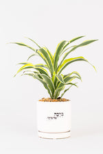 ברכה אל ביתך M