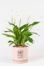 ואת עלית על כלנה XL