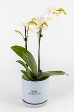 תודה על הלא מובן מאליו, סחלב L