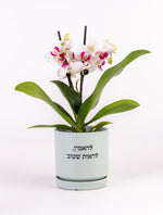 להאמין לראות שטוב, סחלב M