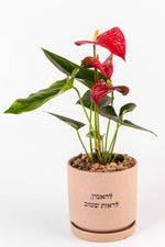 צמח רב עונתי ,L להאמין לראות שטוב