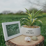 מארז: להאמין, לראות שטוב + תמונה שלווה בארמנותייך