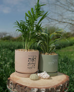 מארז: עציץ גדול "ואת עלית על כולנה" + עציץ בינוני ברכה אל ביתך