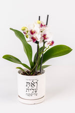 אשת חייל, סחלב M