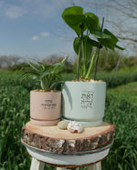 מארז: עציץ גדול "ואת עלית על כולנה" + עציץ בינוני שלוה בארמנותייך