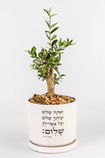 בונסאי זית , אתה שלום L