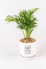 ואת עלית על כולנה