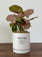 מזמור לתודה גודל m