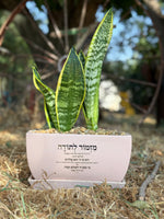 מזמור לתודה אדנית מלבנית