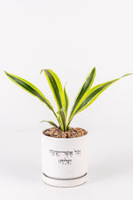 וכל אשר יעשה יצליח