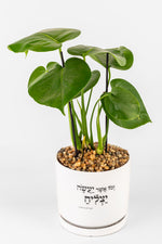 וכל אשר יעשה יצליח XL