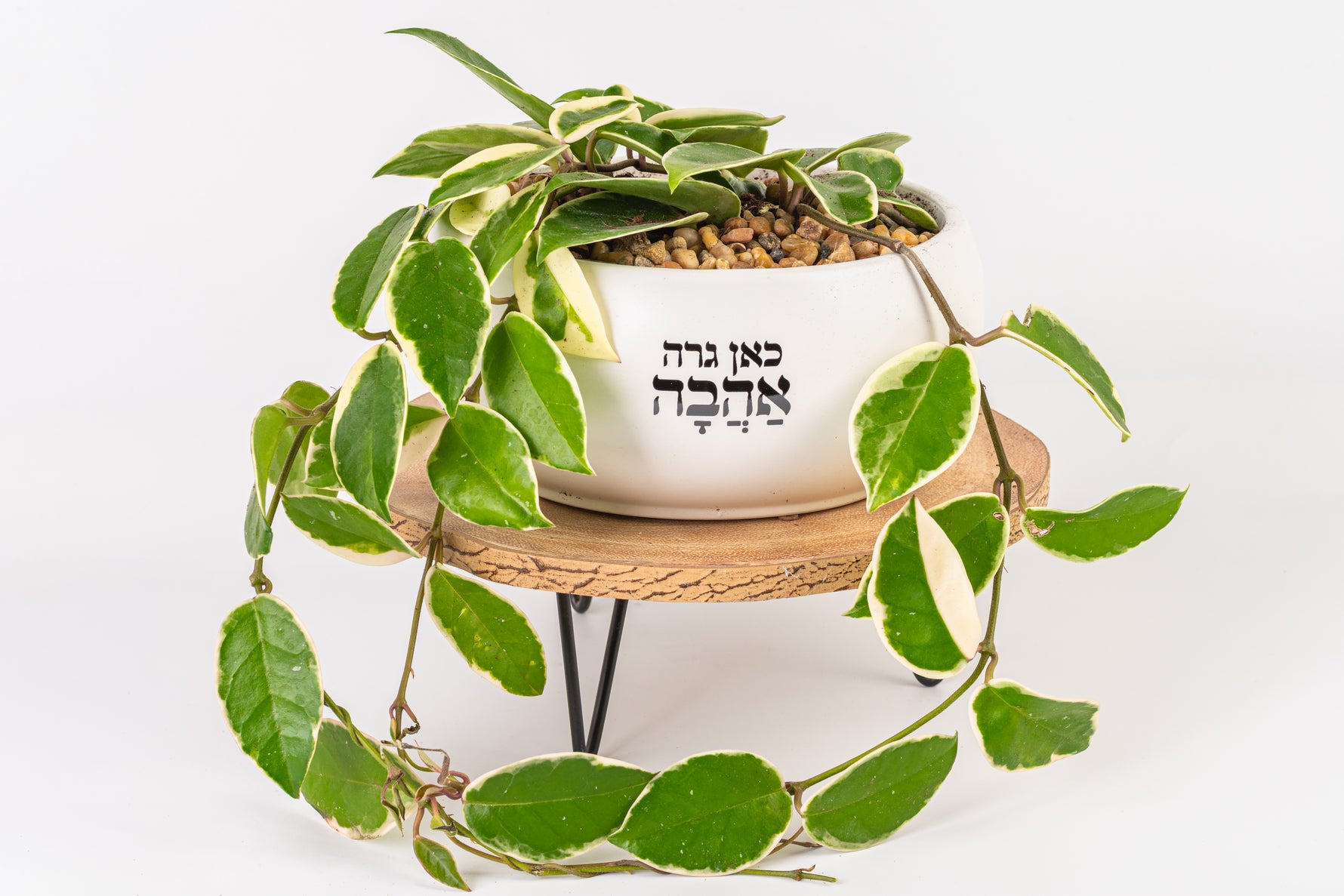 כאן אדנית לבן
