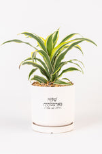 שלווה בארמונותייך