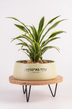 שלווה בארמונתיך אדנית עגולה