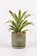 שלווה בארמנותייך M