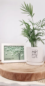 מארז רבות בנות + שלווה בארמונותיך