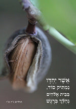 אשר יחדיו נמתיק סוד