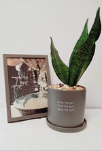 מארז חיים של + וכל אשר