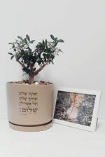 מארז ואתה שלום + להתחיל מחדש