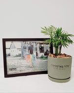 מארז - שלווה בארמונותיך + מעט מן האור