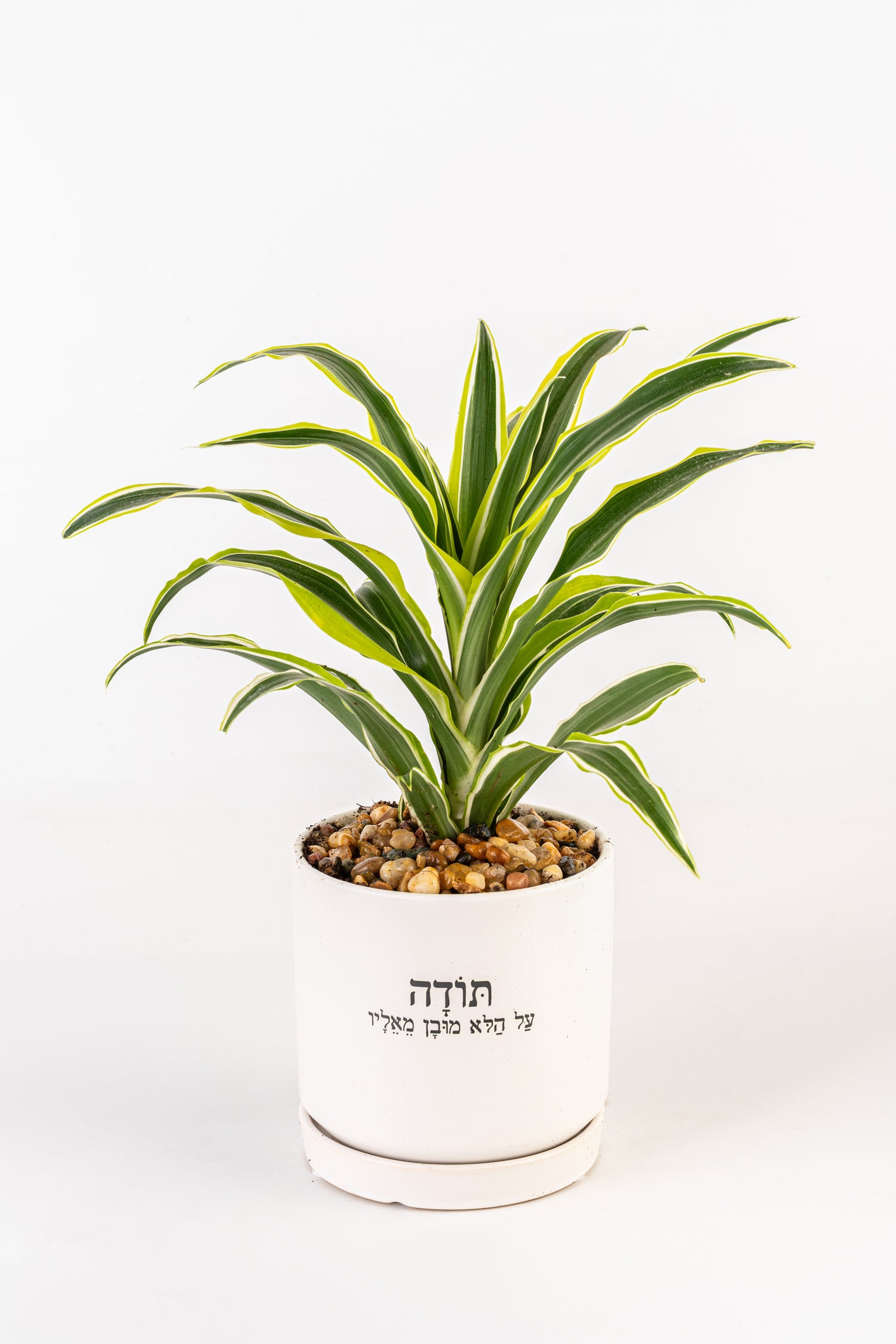 תודה על הלא מובן מאליו