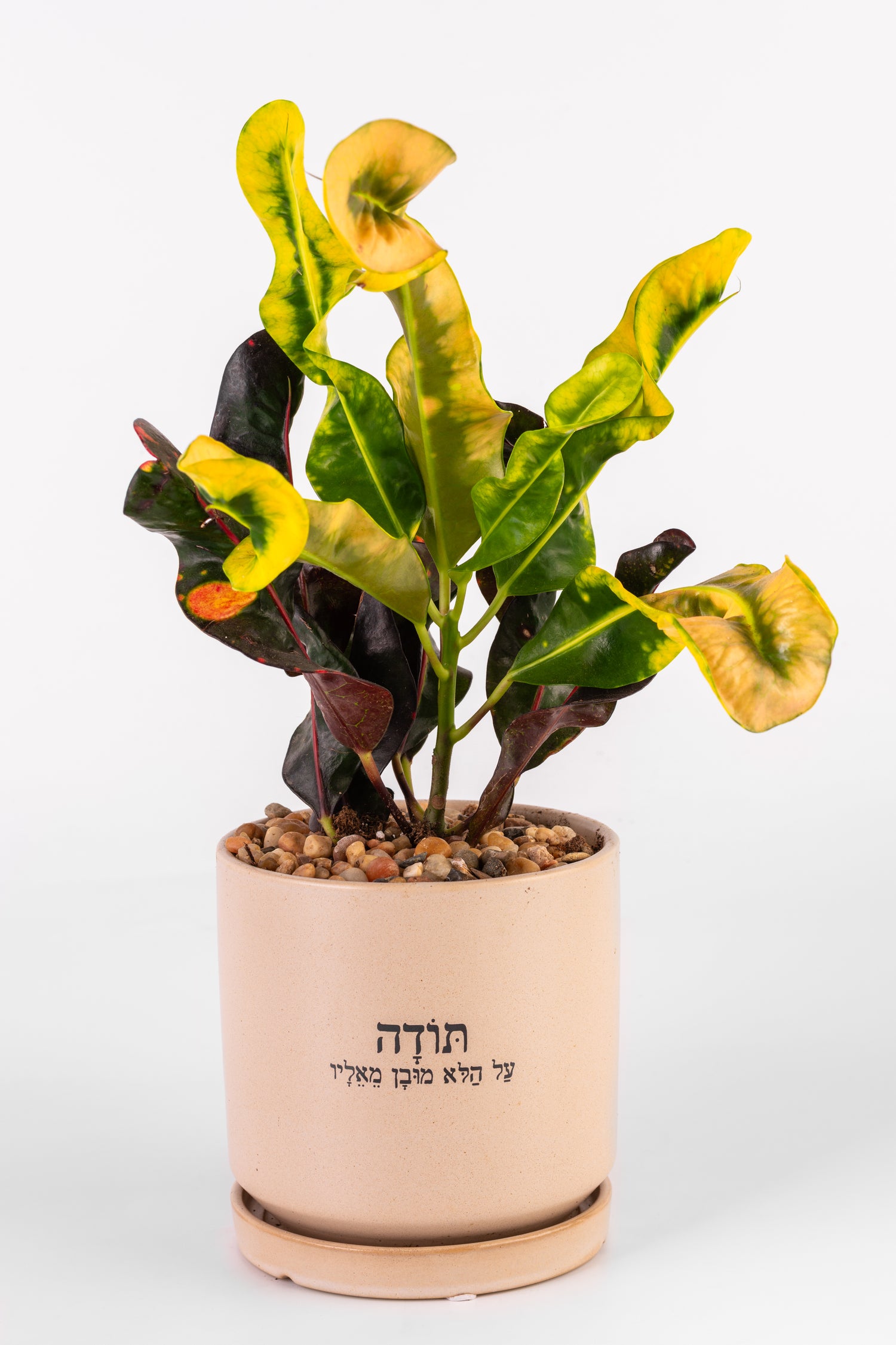 תודה על הלא מובן מאליו