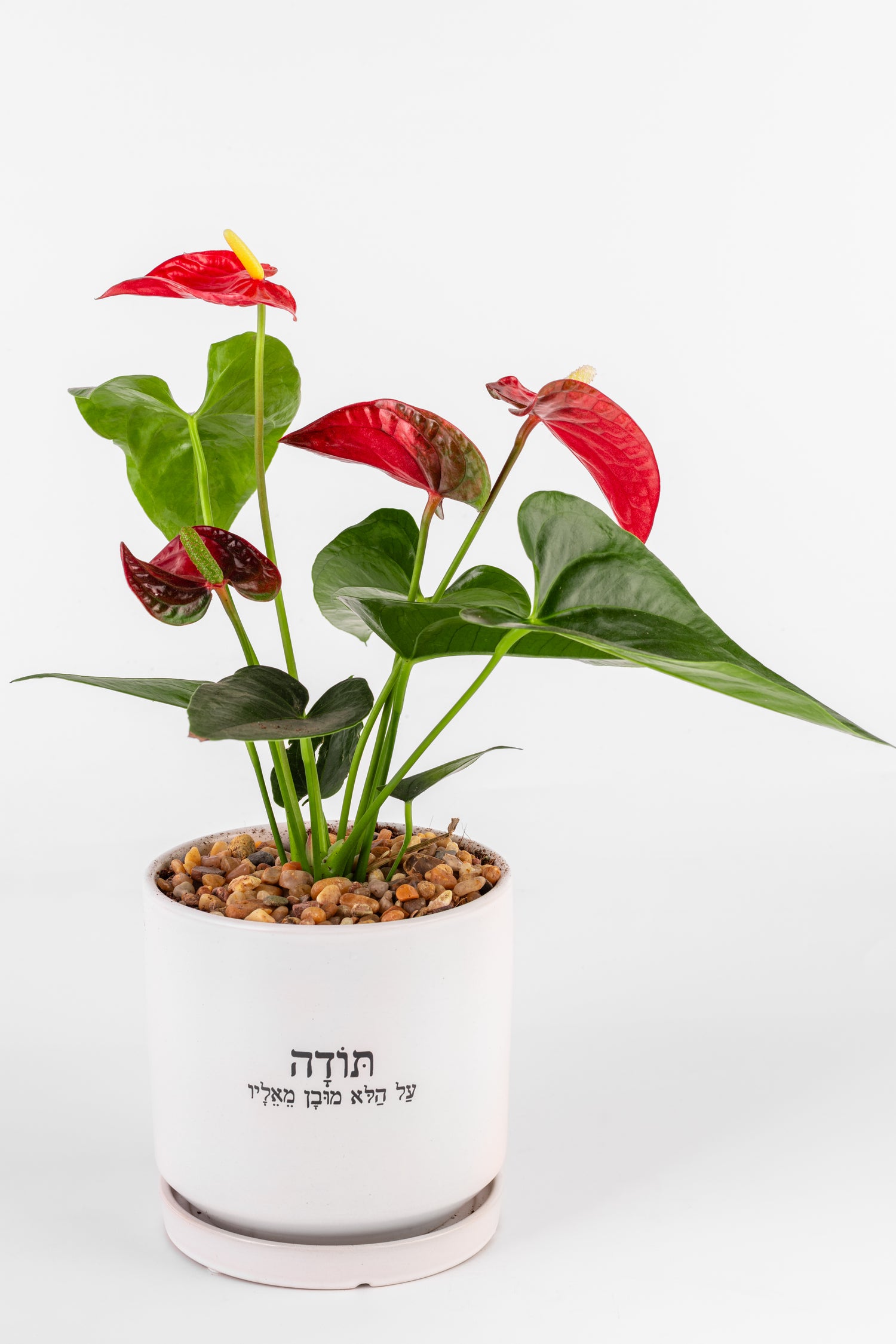 Lתודה על הלא מובן מאליו