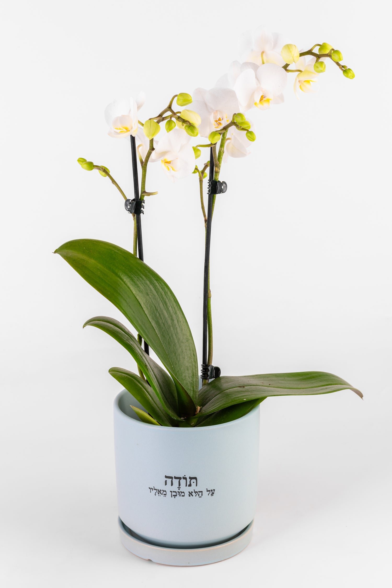 תודה על הלא מובן מאליו L