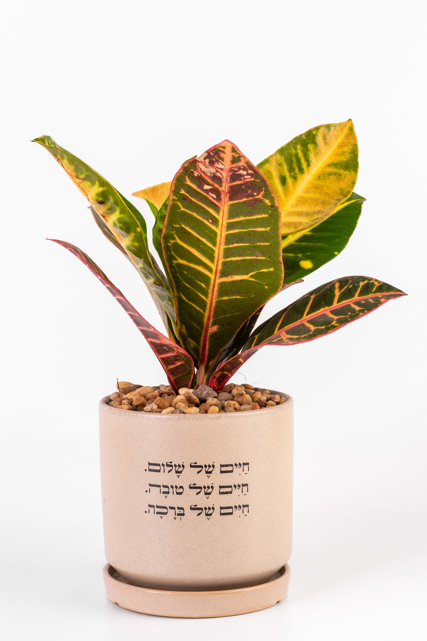 Lחיים של שלום חיים של טובה חיים של ברכה