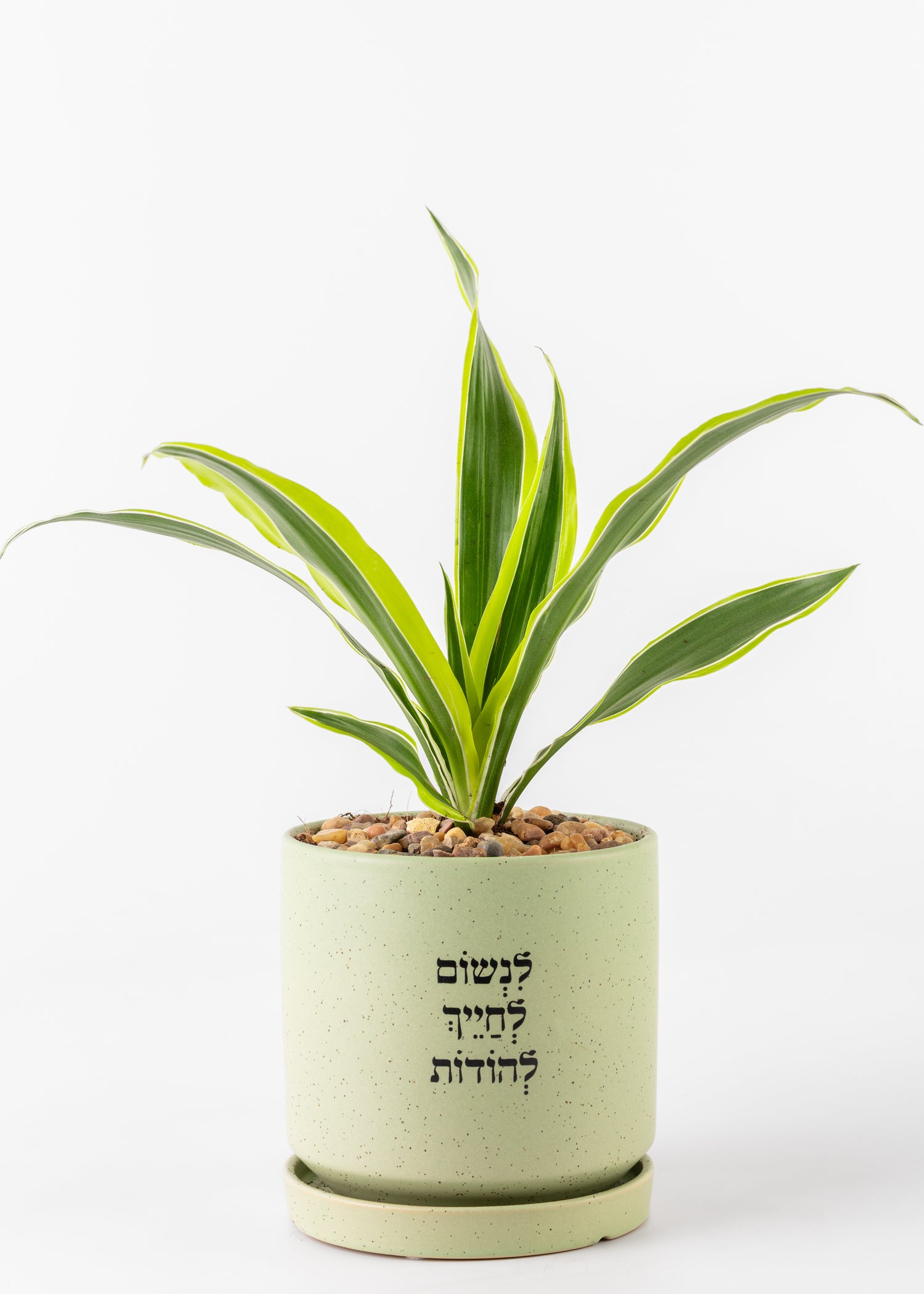 לנשום לחייך להודותL