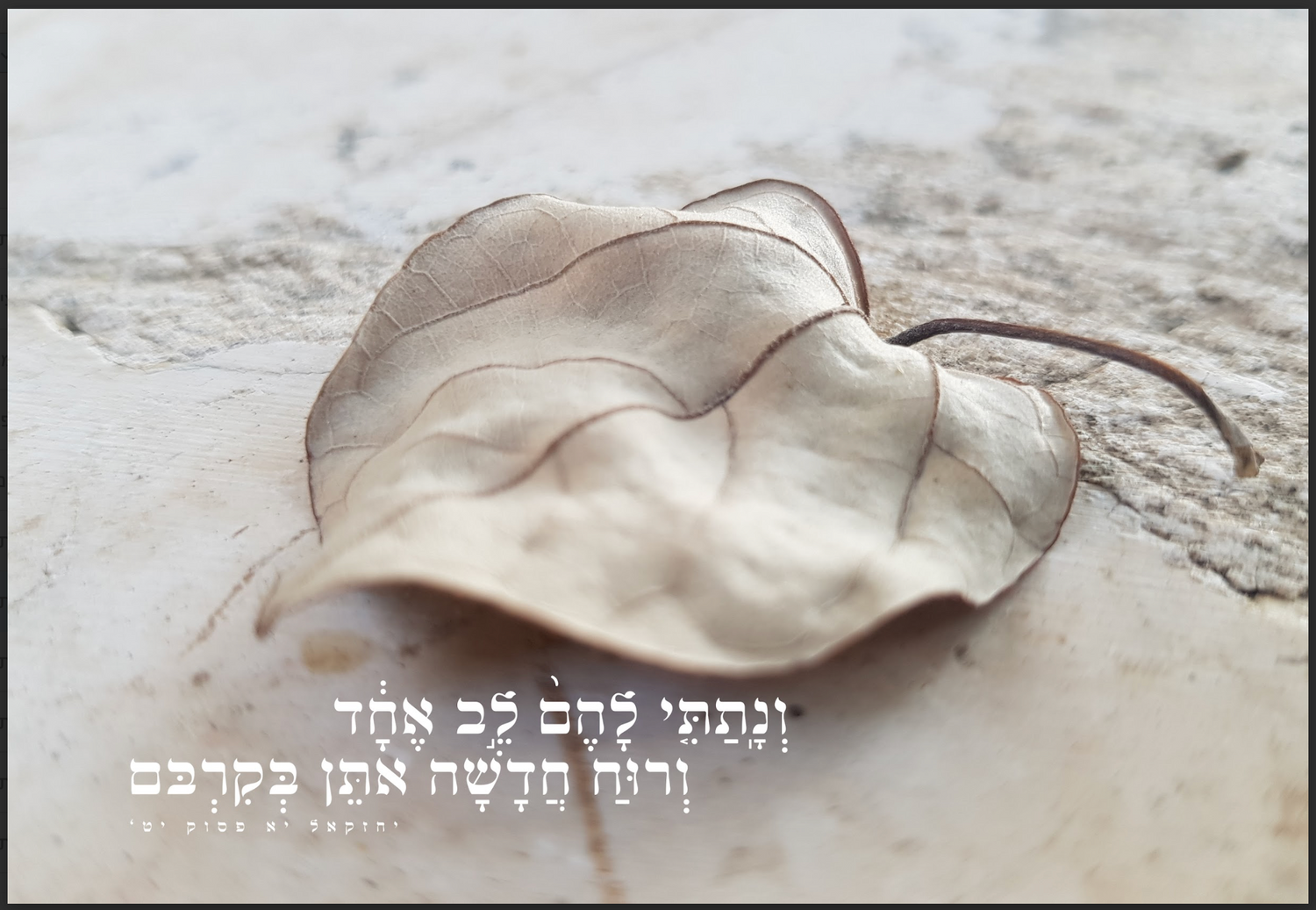 קנבס שלושה גדלים ונתתי להם לב אחד ורוח חדשה אתן בקרבם