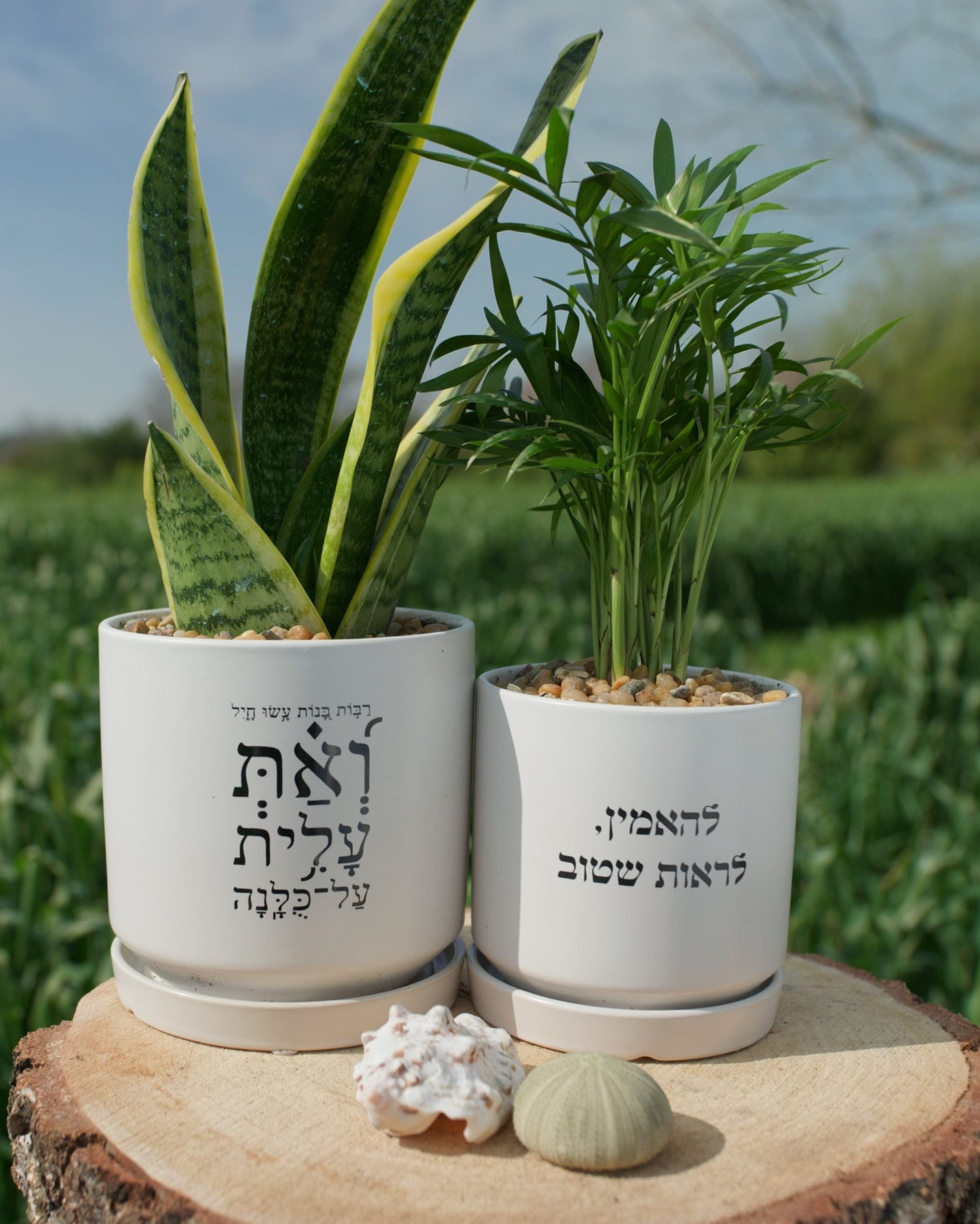 מארז: עציץ גדול "ואת עלית על כולנה" + עציץ בינוני להאמין לראות שטוב