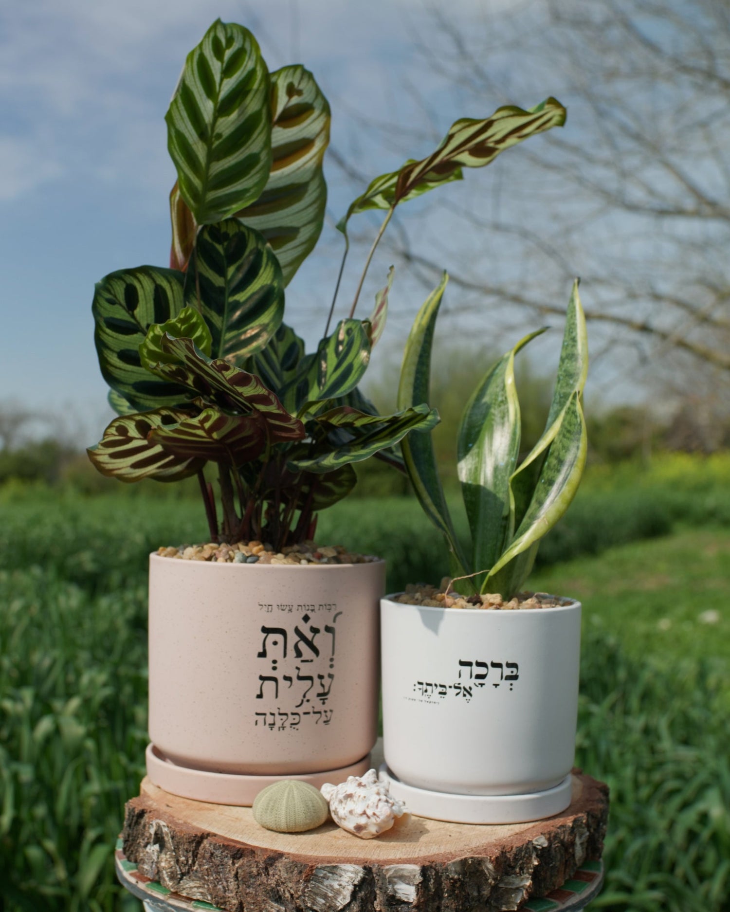 מארז: עציץ גדול מאוד "ואת עלית על כולנה" + עציץ גדול ברכה אל ביתך