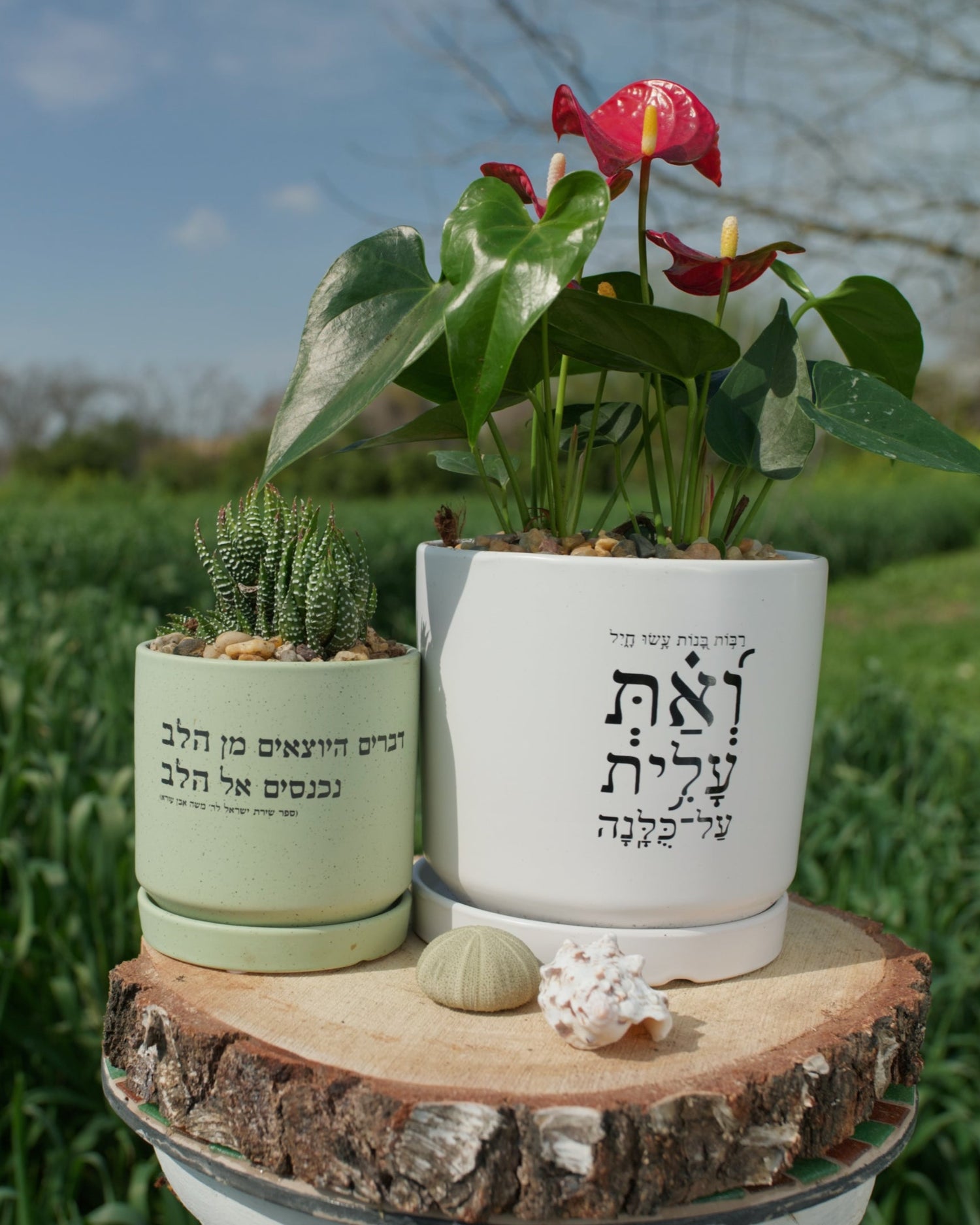 מארז: עציץ גדול "ואת עלית על כולנה" + עציץ בינוני דברים היוצאים מן הלב