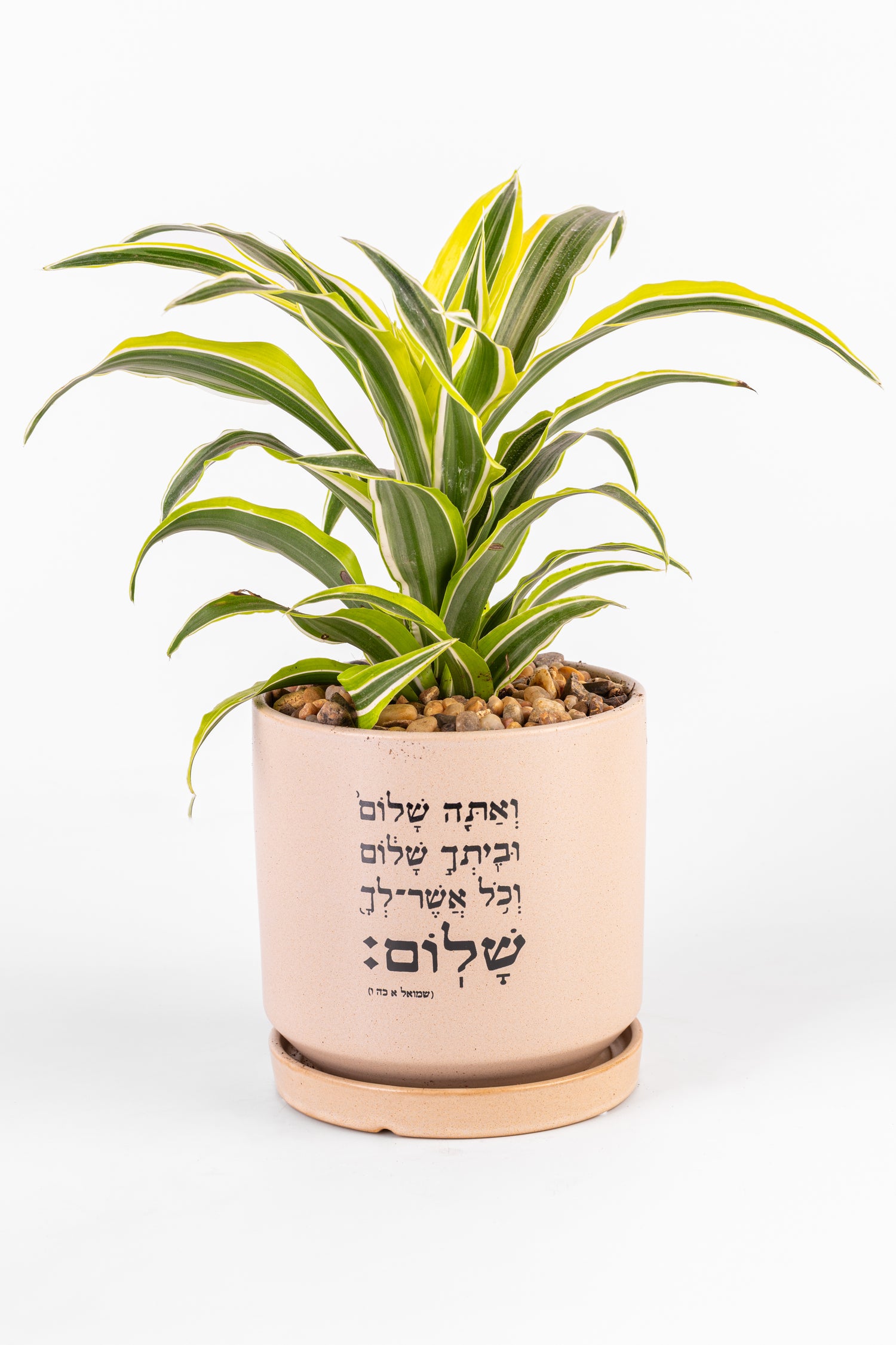 L אתה שלום