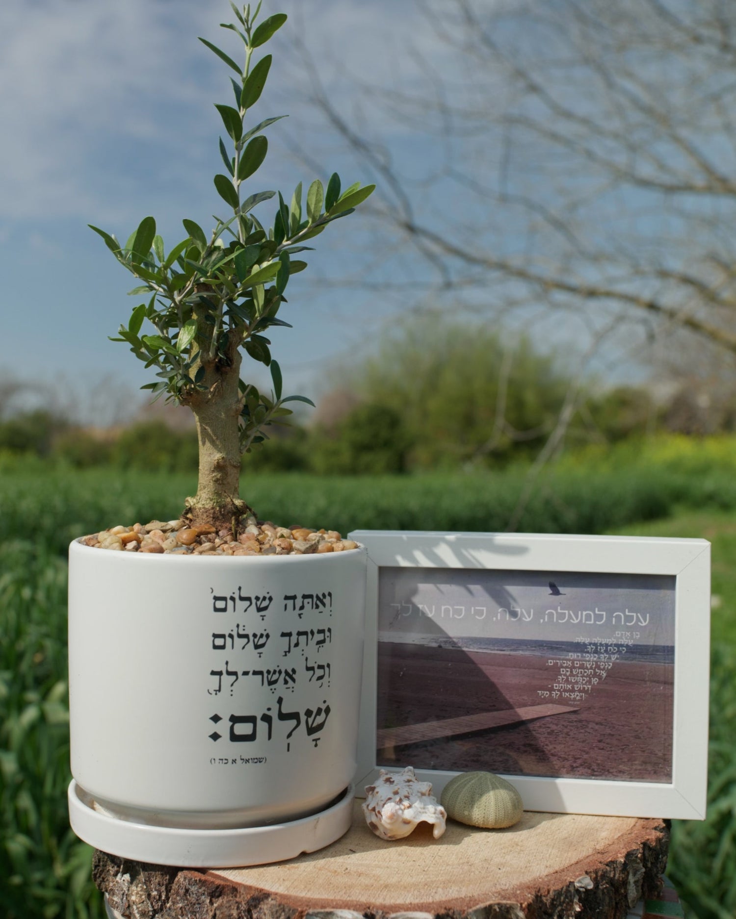מארז: עציץ גדול "ואתה שלום" + תמונה עלה למעלה עלה