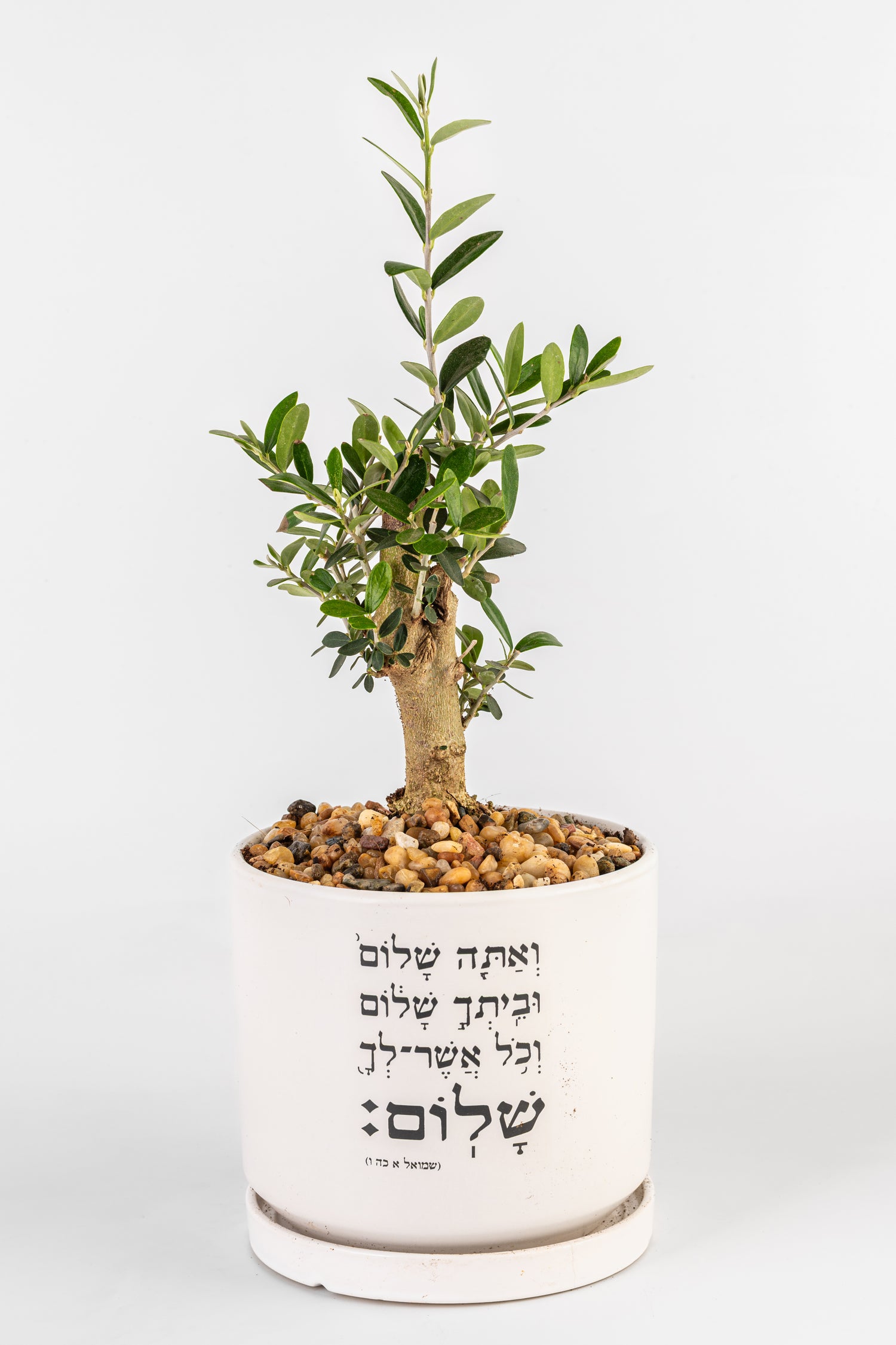בונסאי זית L אתה שלום