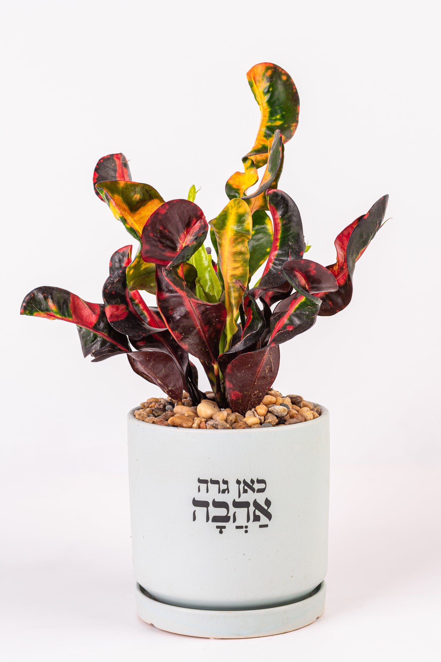 כאן גרה אהבהXL (Copy)