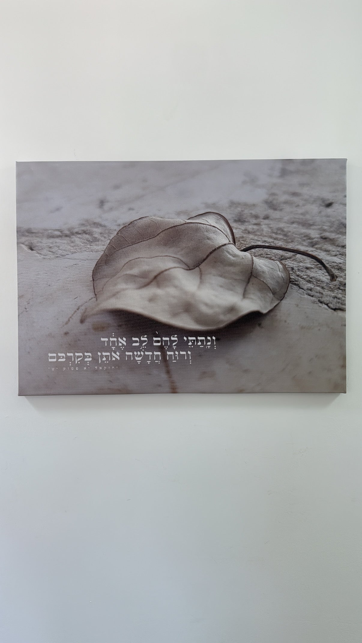 קנבס שלושה גדלים ונתתי להם לב אחד ורוח חדשה אתן בקרבם