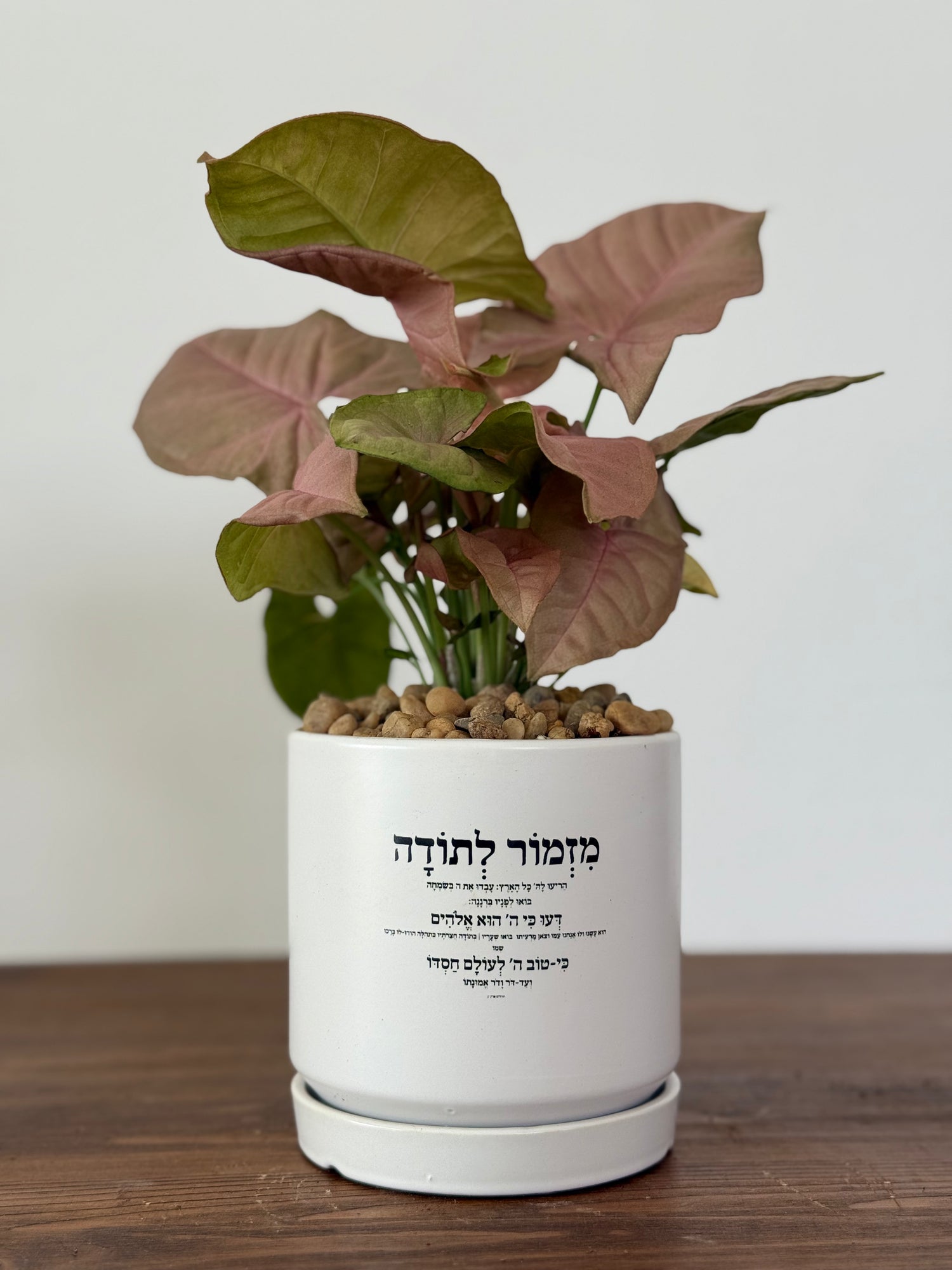 מזמור לתודה גודל m