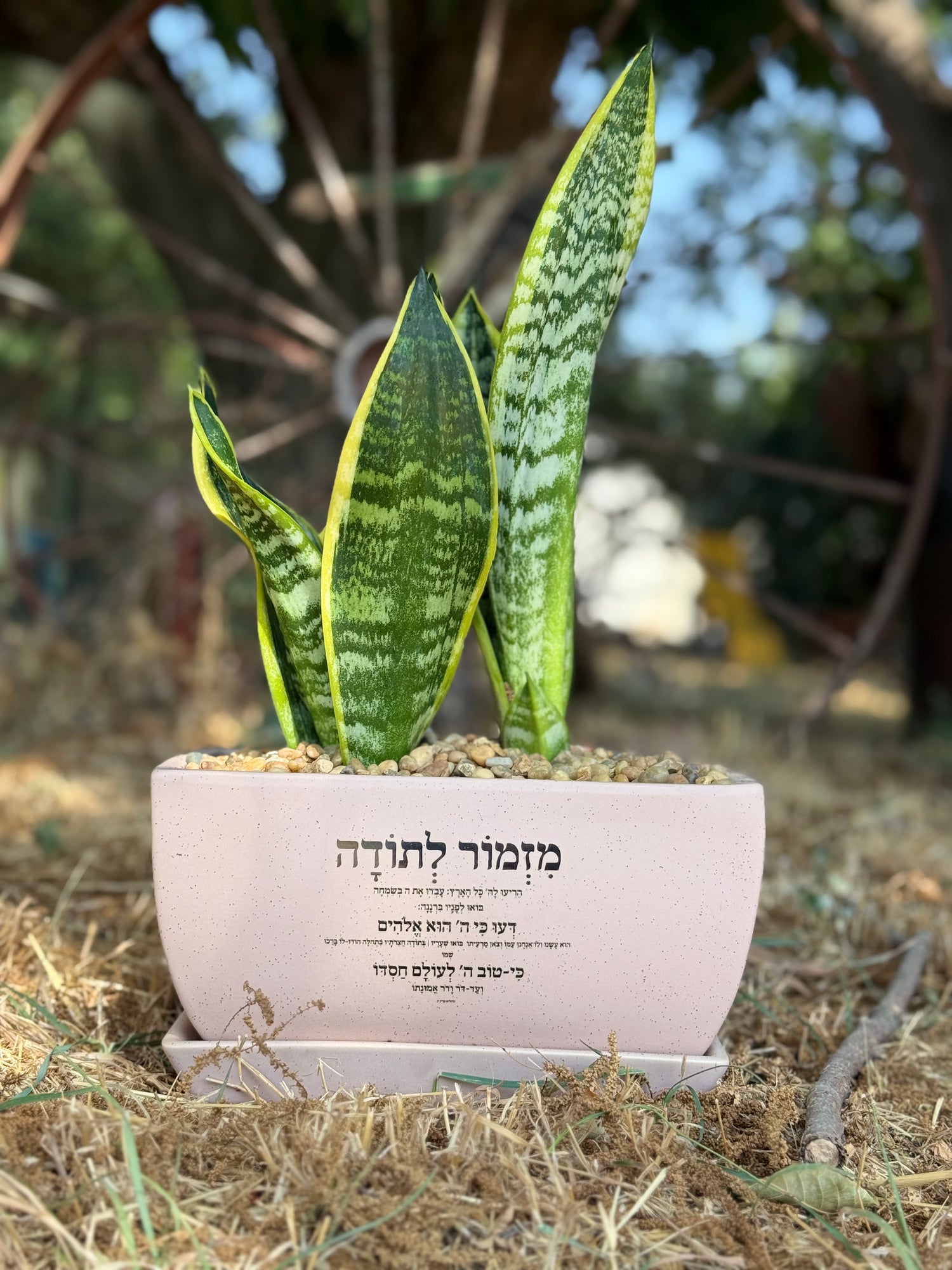מזמור לתודה אדנית מלבנית
