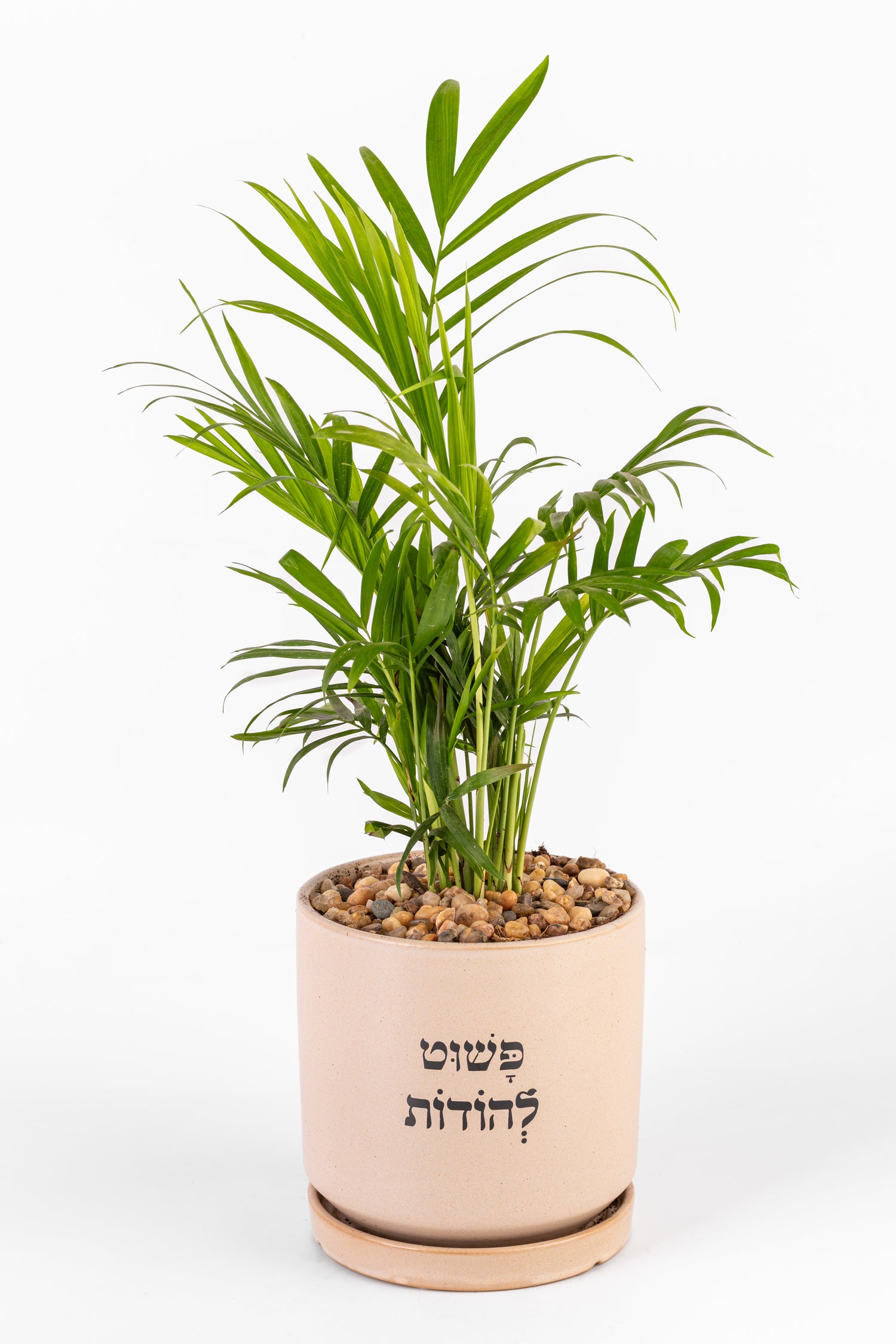 פשוט להודות L