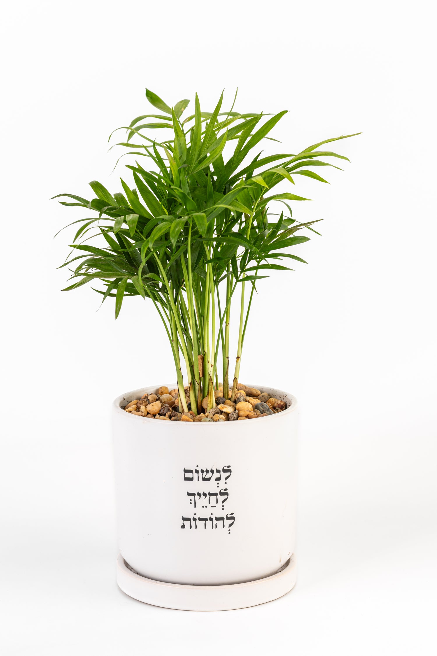 לנשום לחייך להודות L