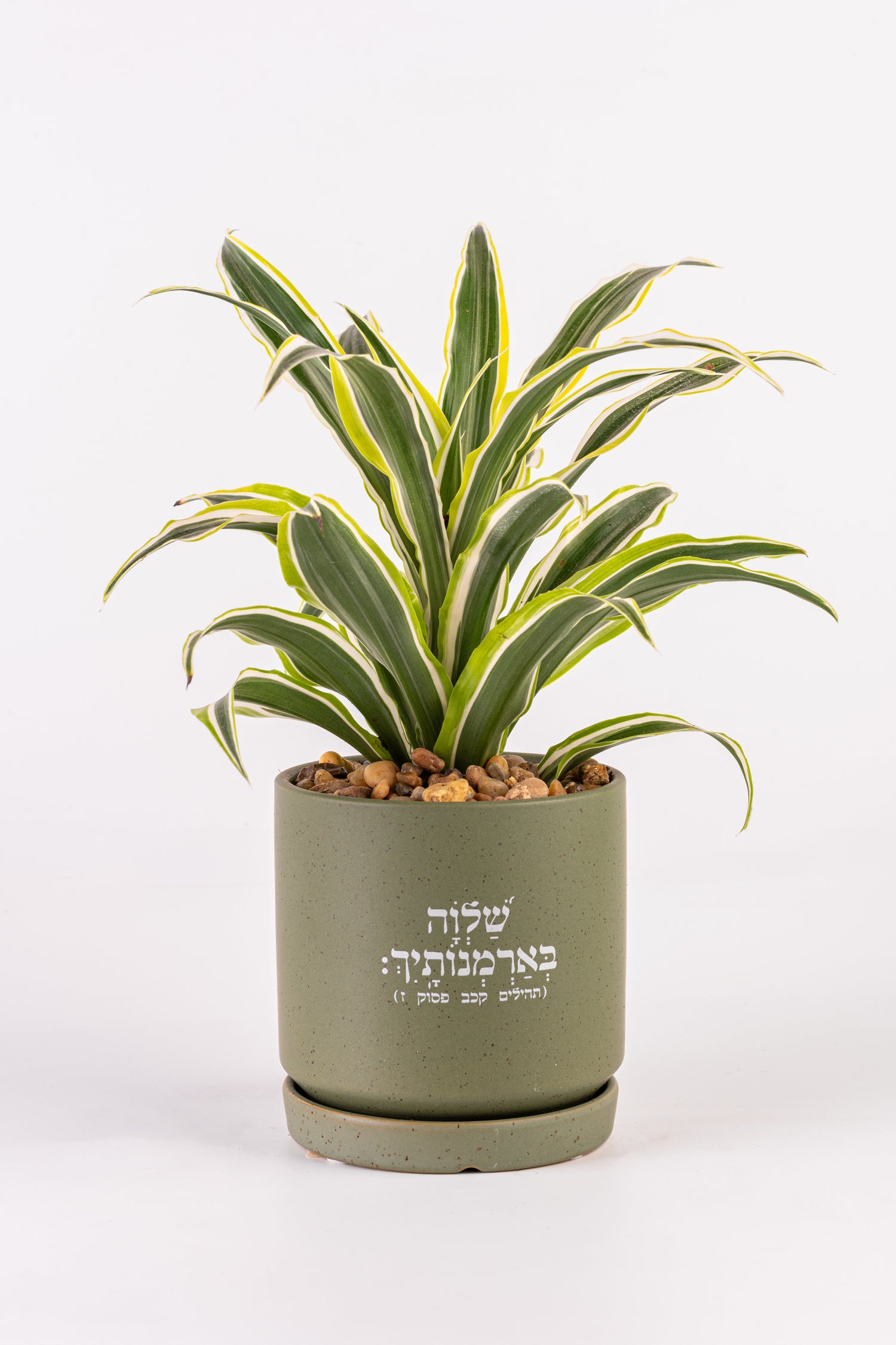 Mשלווה בארמנותייך