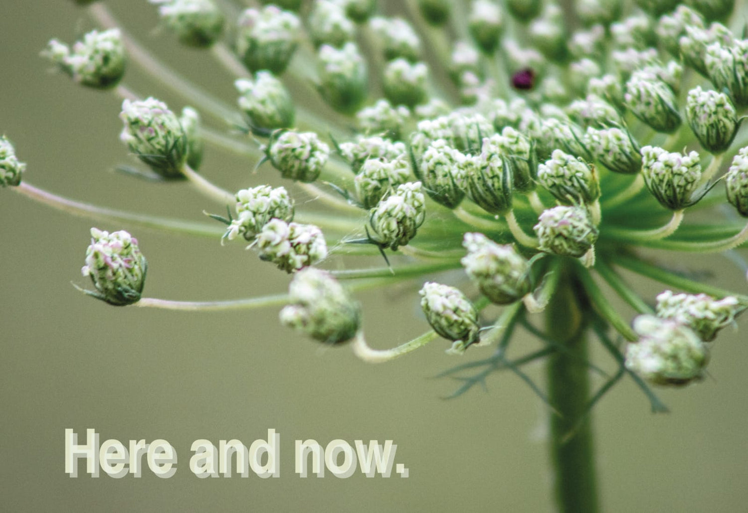 here and now
