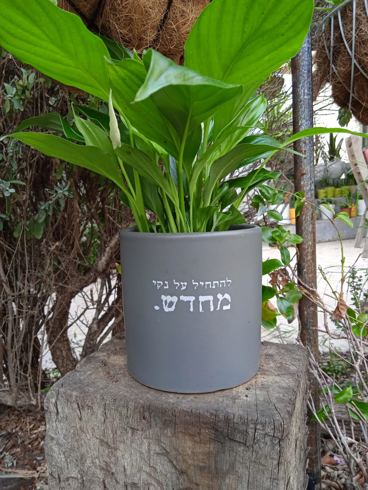 להתחיל על נקי מחדש